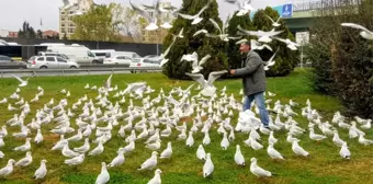 Bakırköy'de her gün yüzlerce martıyı elleriyle besliyor