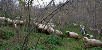 Ordulu ev hanımının yüzü 'Genç Çiftçi Projesi' ile güldü