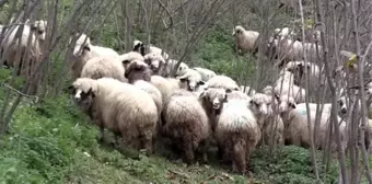 Ordulu ev hanımının yüzü 'Genç Çiftçi Projesi' ile güldü