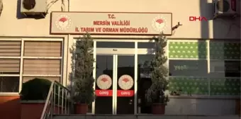 Mersin-bakan pakdemirli'nin sahip çıktığı 'bobo', artık görebilecek