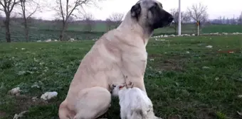 Annesi ölen keçiye köpek sahip çıktı, her gün emziriyor