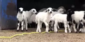 Baharı müjdeleyen oğlak ve kuzulara biberonlu bakım