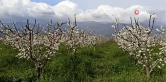 Küçükmenderes Ovası erik çiçeği ile kaplandı