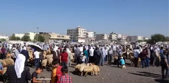 Viranşehir'de hayvan pazarı kapatıldı