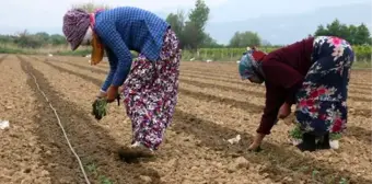 İzinle Manisa'ya gelen mevsimlik tarım işçileri, korona tedbirleriyle tarlada