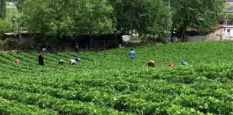 Yayladağı'nda çilek hasadı başladı