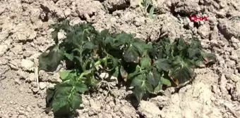 AFYON Sandıklı'da patates ve sebze fidelerini soğuk vurdu