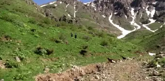 'Ağlayan gelinleri' görmek için 3 bin rakımlı yaylaya çıkıyorlar