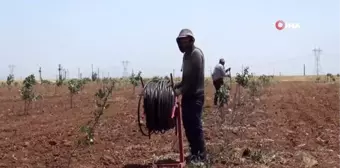 Çiftçilerin bayramı tarlada geçiyor