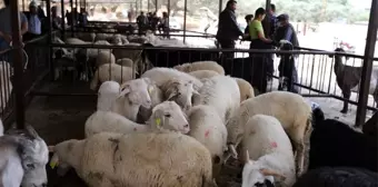 Bölgenin en eski hayvan pazarı hizmete açıldı