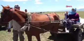 MUŞ BERİVANLARIN ATLI FAYTONLARLA SÜT SAĞIM YOLCULUĞU