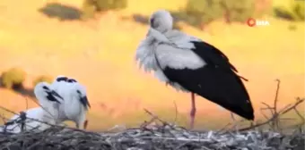 Leylek yavruları yumurtadan çıktı