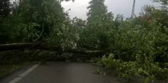 Yola devrilen ağaç köye giriş ve çıkışı kapattı