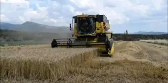 Bakırçay Ovasında hububat hasadı başladı