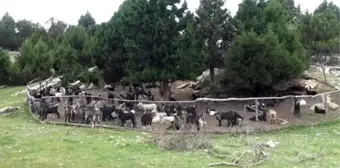 Karakeçili yörük kadınların zorlu yayla mesaisi