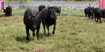 Bursa'da masaj ve müzikle yetiştirilen wagyu cinsi sığır etinin kilosu 7 bin lira