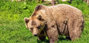 Karadeniz'de artan ayı nüfusu bölge halkını korkutuyor