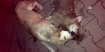 Anne köpek, biri yaralı diğeri ölü iki yavrusunun başından ayrılmadı