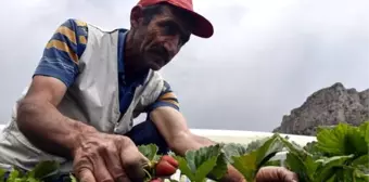 Gümüşhane'de çileklerini türkü dinleterek üreten çiftçi taleplere yetişemiyor