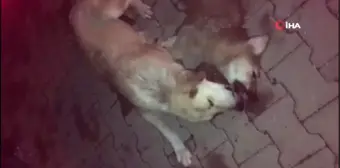 Yavrularından biri öldürülen anne köpeğin gözyaşları