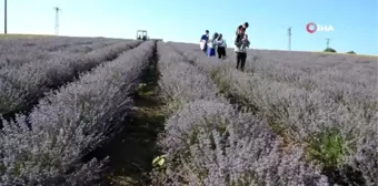 İstanbullular, Tekirdağ'daki mor tarlalara akın etti