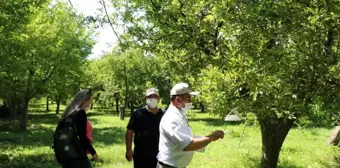 Erzincan'da meyve ağaçlarına zarar veren zararlılar feromon tuzaklarla kontrol edilerek, çiftçilere...