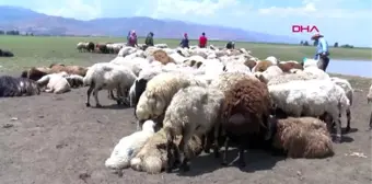 Muş'ta 'koyun kırkma' mesaisi