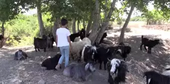 Son dakika! Adıyamanlı Barış, hediye edilen kuzularına gözü gibi bakıyor