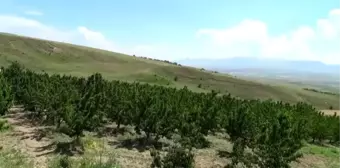 Ahlat'ta kiraz hasadı başladı