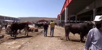 Doğu'nun hayvancılık merkezlerinde Kurban Bayramı yoğunluğu