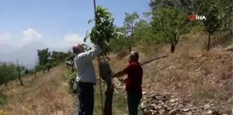 Verimsiz ceviz ağaçları kabuk altı aşısıyla verimli hale getiriliyor