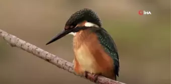 Cumhuriyet savcısının fotoğrafçılık hobisi...358'inci kuş türünü belgeledi