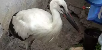 Göç yorgunu leylek bakıma alındı