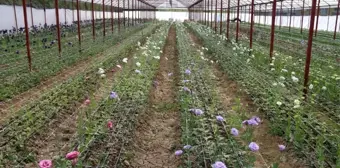 Ordu'da lishianthus çiçeği hasadı