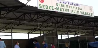 Mut'ta beyaz incir hasadı sürüyor