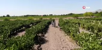 Elazığ'ın üzümde markası 'Hoşköy'de bağ bozumu heyecanı