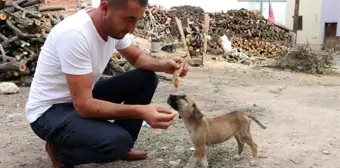 Maaşının üçte birini sokak hayvanları için harcıyor