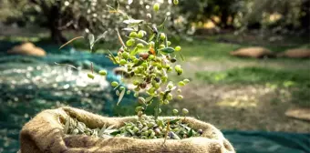 Ambalajlı zeytin ve zeytinyağı ihracatını artırmak için tarımsal destek talebi