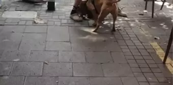 İstanbul'un göbeğindeki pitbull dehşetine para cezası