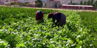 'Tarladan kendin topla az ücret öde' uygulaması