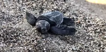 Demre'de 6 bin 214 caretta caretta yavrusu denizle buluşturuldu