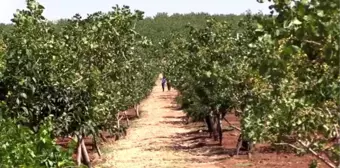 Fıstık aşılanan yabani menengiç ağaçları gelire dönüştü