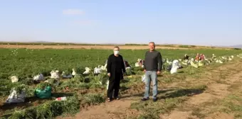 Eskişehir'de üretilen havuç zincir marketlerde satılacak