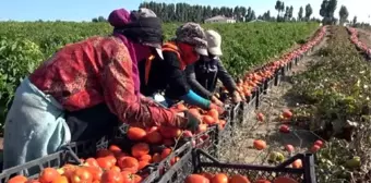 Ziraat teknikerinden yılda 400 ton domates, 150 ton biber yetiştiriciliği