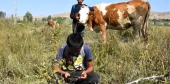 Öğrenci iki çoban, arazide cep telefonu ile EBA'yı takip ediyor