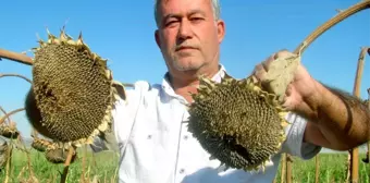 Güneydoğu'nun tahıl ambarında ayçiçeği çekirdeği sevinci