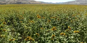 Tunceli'de ayçiçeği hasadı üreticinin yüzünü güldürdü