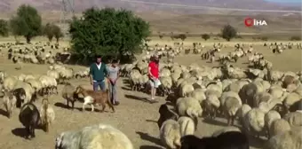 İtalyan turist Hakkari'de koyun sağıp, inşaatta çalışıyor