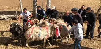 Koçköy'de 'koç katım' töreni