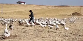 Tutkuya dönüşen doğa ve hayvan sevgisi 40 yıl sonra köyüne kaz çiftliği kurdurdu